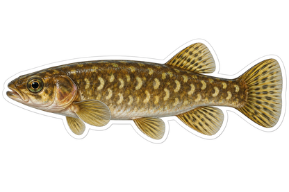 Olive Fish with Pale Crescent Markings Vinyl Decal Stickers