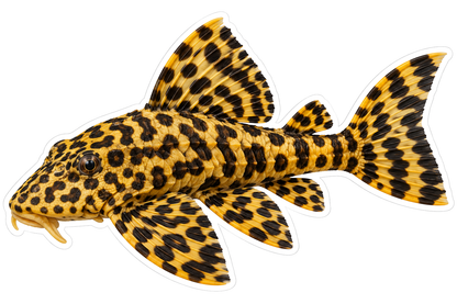 Yellow Black Leopard Frog Pleco Vinyl Decal Stickers