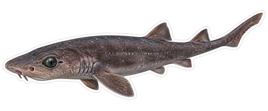 Dark Atlantic Ghost Catshark Vinyl Decal Stickers