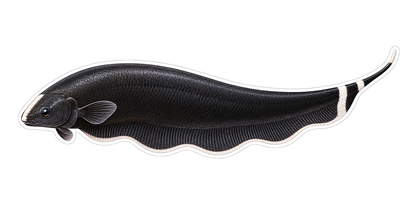Wavy Fin Black Ghost Knifefish Art Vinyl Decal Stickers