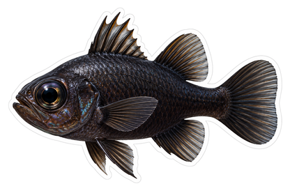 Black Round Fish with Tall Dorsal Spines Art Vinyl Decal Stickers