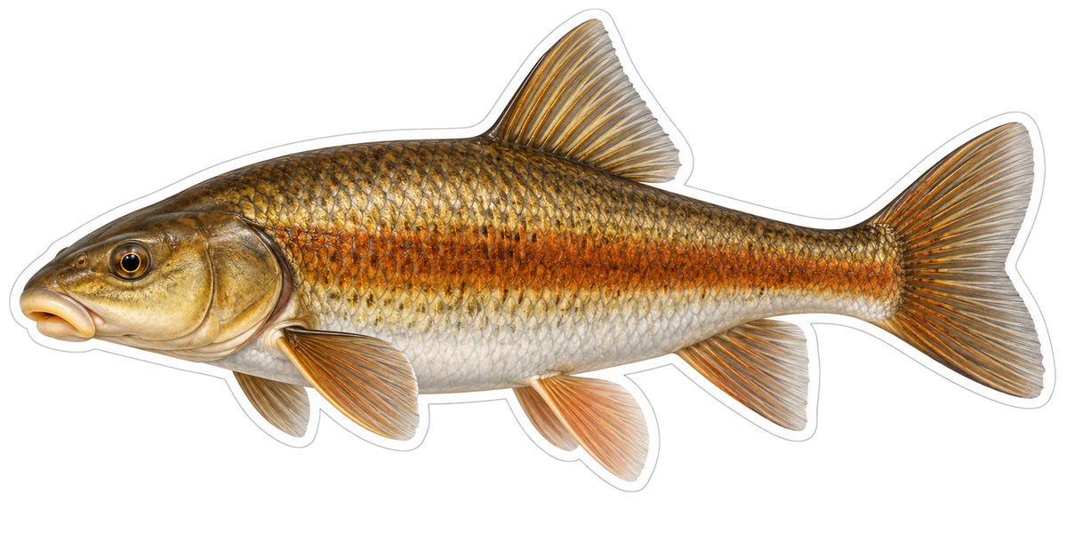 Bronze Fish with Rust Colored Side Art Vinyl Decal Stickers