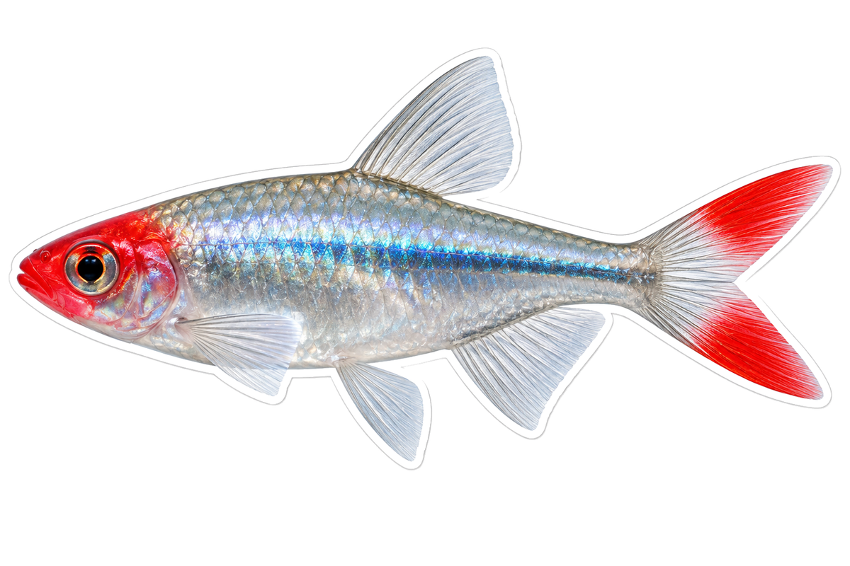 Silver Fish with Red Face and Tail Tips Art Vinyl Decal Stickers