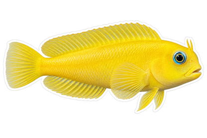 Canary Blenny Art Vinyl Decal Stickers