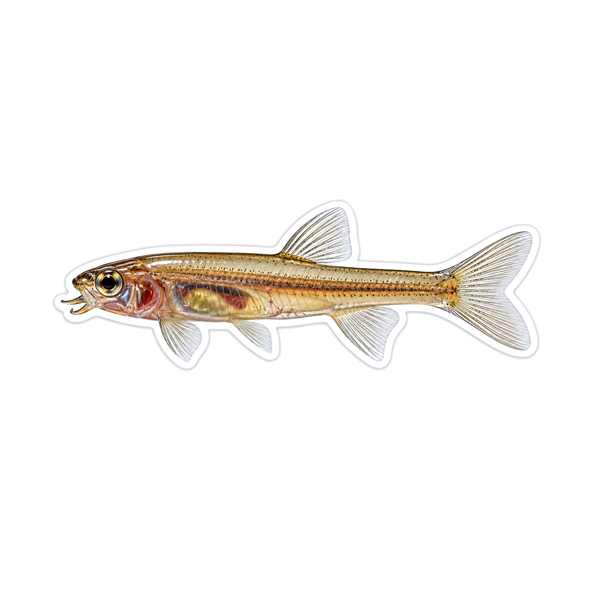 Slim Silver Gold Fish with Transparent Fins Vinyl Decal Stickers