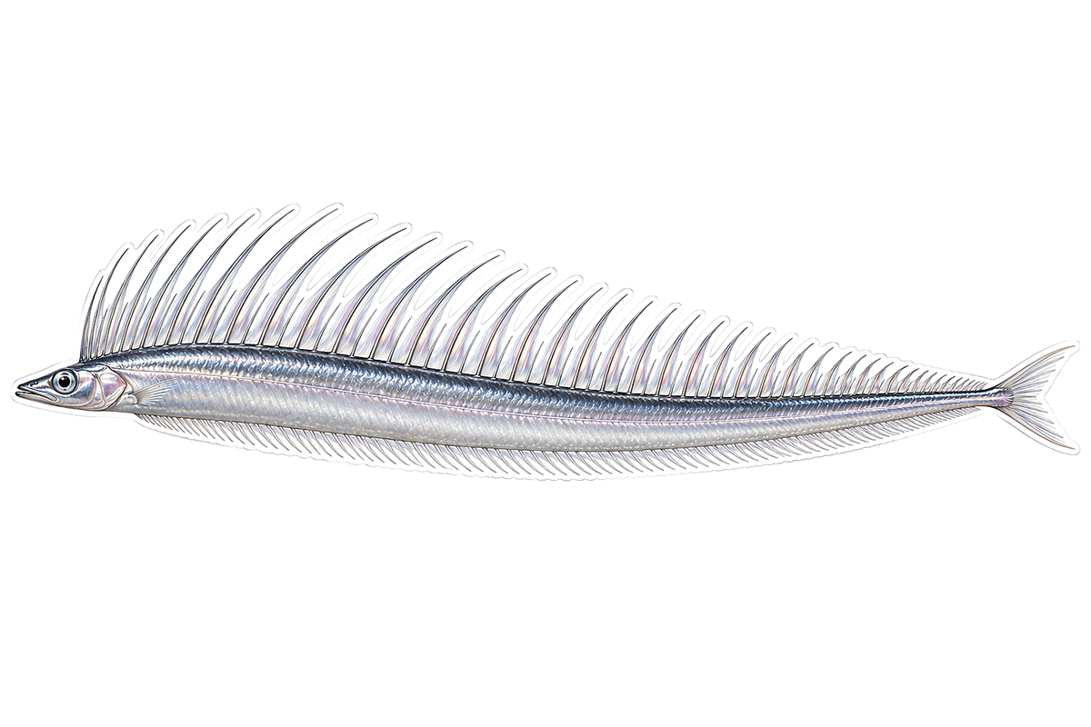 Silver Quillfish Tall Spines Art Vinyl Decal Stickers