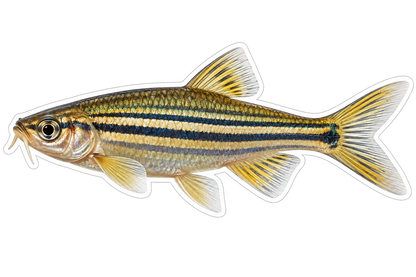 Gold Black Striped Fish with Whiskers Art Vinyl Decal Stickers
