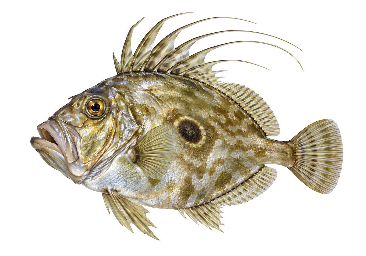 John Dory Art Vinyl Decal Stickers