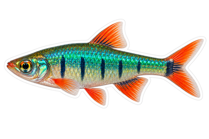 Emerald Fish with Dark Bars and Orange Fins Art Vinyl Decal Stickers