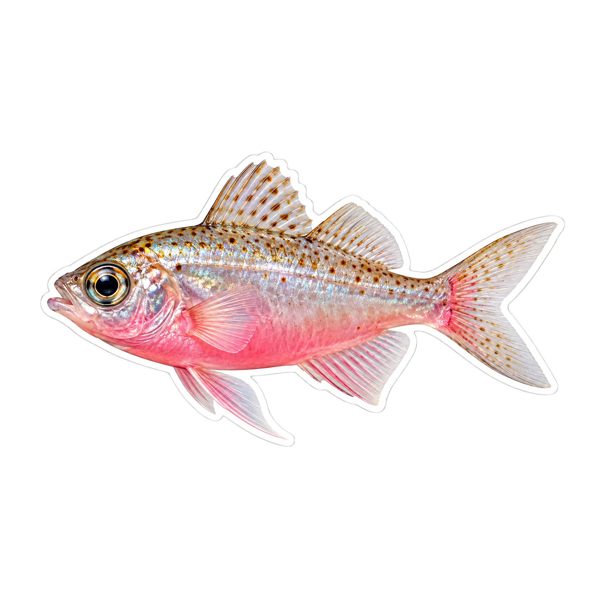Pink Bellied Silver Fish with Speckled Back Vinyl Decal Stickers