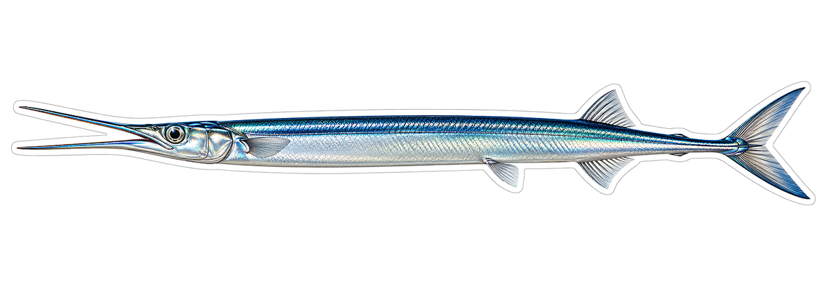 Silver Blue Long Beak Needlefish Art Vinyl Decal Stickers