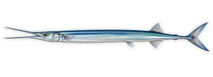 Silver Blue Long Beak Needlefish Art Vinyl Decal Stickers