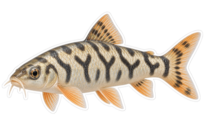 Yoyo Loach Art Vinyl Decal Stickers