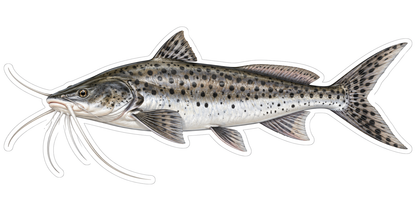 Silver Spotted Catfish with Long Whiskers Art Vinyl Decal Stickers