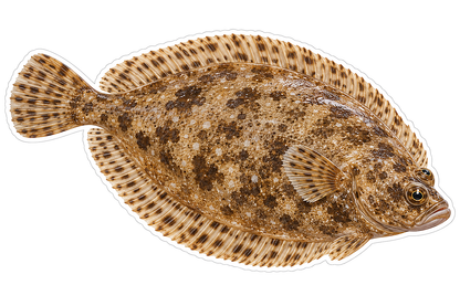 Brown Speckled Fringed Flatfish Art Vinyl Decal Stickers