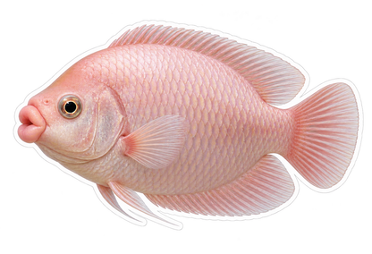 Pink Fish with Rounded Lips Art Vinyl Decal Stickers