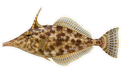 Brown Slender Filefish Illustration Vinyl Decal Stickers
