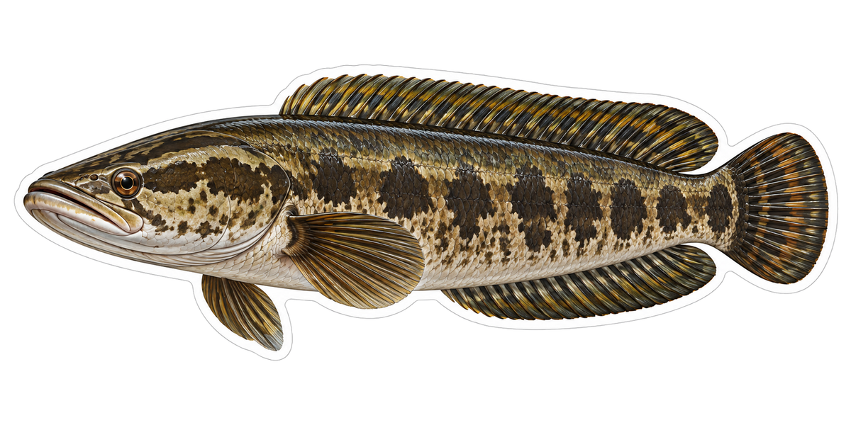 Brown Northern Snakehead with Dark Bars Vinyl Decal Stickers
