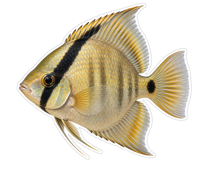 Festivum Cichlid Art Vinyl Decal Stickers