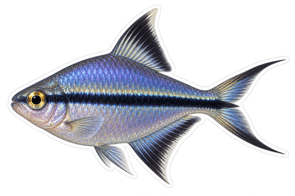 Blue Emperor Tetra with Black Stripe Art Vinyl Decal Stickers