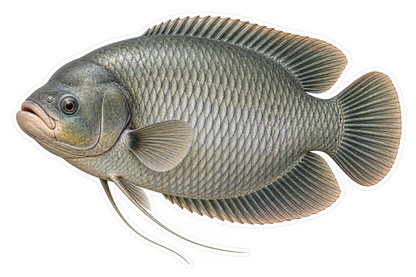 Large Silver Gourami Fish Art Vinyl Decal Stickers
