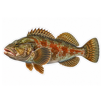 Rock Greenling with Red Side Patch Art Vinyl Decal Stickers