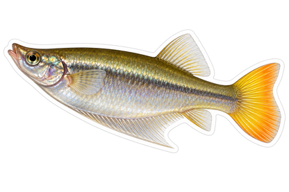 Silver Livebearer Fish with Yellow Tail Vinyl Decal Stickers