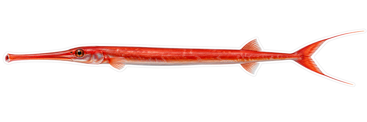 Slender Red Cornetfish with Swept Back Fins Art Vinyl Decal Stickers