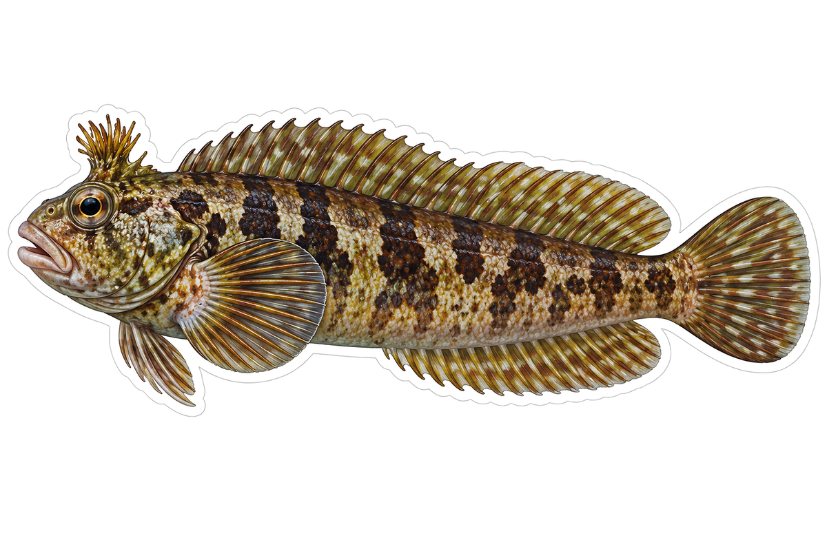 Brown Banded Fish with Head Crest Art Vinyl Decal Stickers