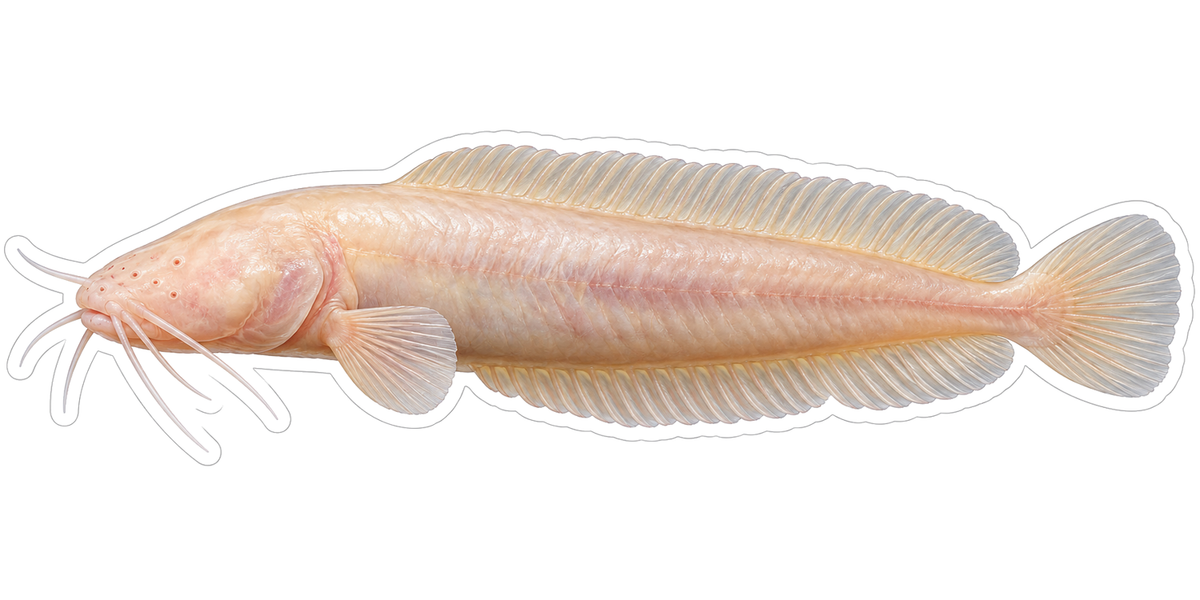 Pale Pink Fish with Long Whiskers Vinyl Decal Stickers