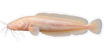 Pale Pink Fish with Long Whiskers Vinyl Decal Stickers