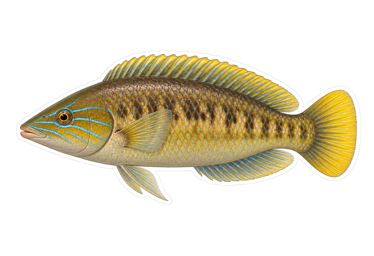Senorita Wrasse Art Vinyl Decal Stickers