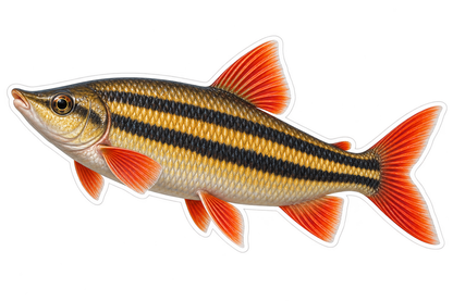 Gold Striped Fish Orange Fins Art Vinyl Decal Stickers