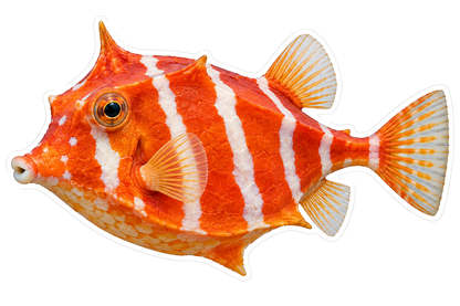 Orange Boxfish with White Stripes Vinyl Decal Stickers