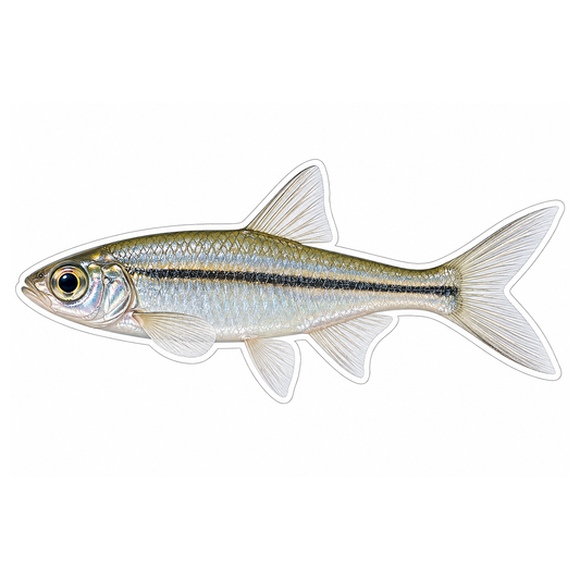 Ghost Shiner Fish Art Vinyl Decal Stickers