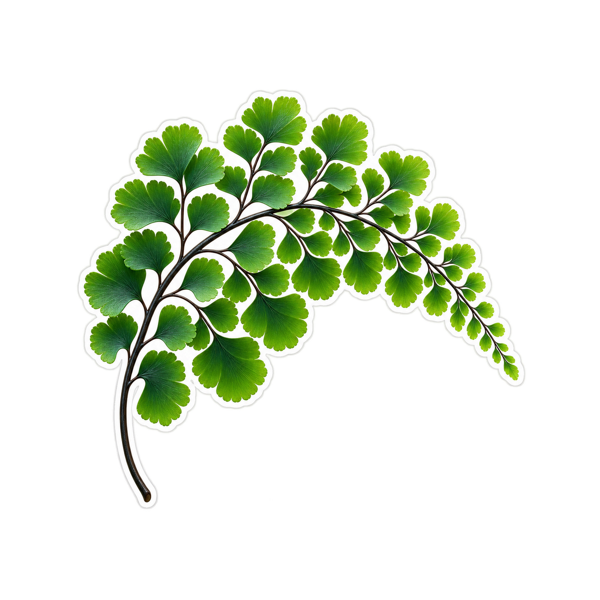 Green Maidenhair Fern Branch Art Vinyl Decal Stickers