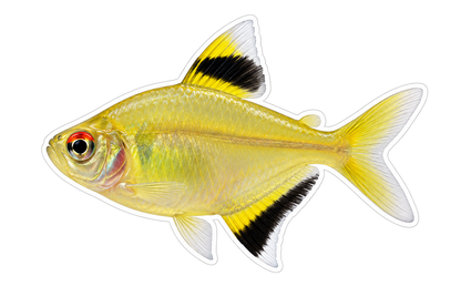 Yellow Tetra with Black Tipped Fins Art Vinyl Decal Stickers