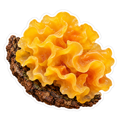 Golden Orange Ruffled Fungus Art Vinyl Decal Stickers