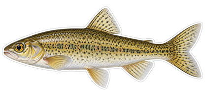 Golden Dace with Fine Black Speckles Art Vinyl Decal Stickers