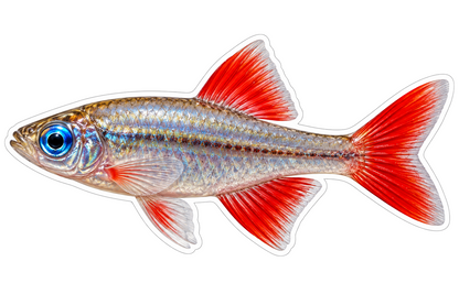 Silver Fish with Bright Red Fins Vinyl Decal Stickers