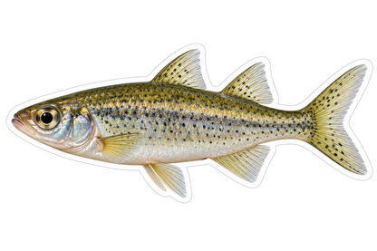Silver Speckled Hardyhead Fish Vinyl Decal Stickers