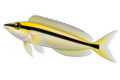 Yellow Blackline Fangblenny Fish Art Vinyl Decal Stickers