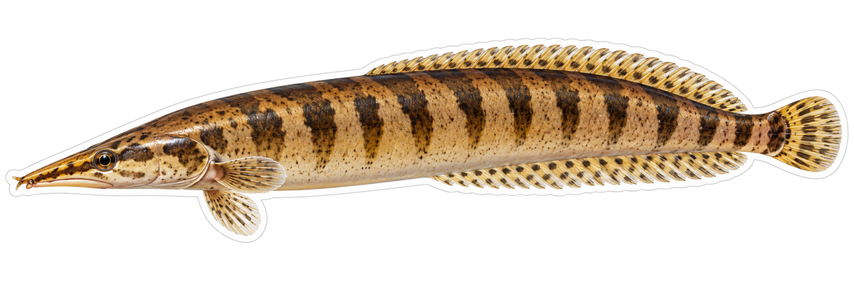 Brown Half Banded Spiny Eel Vinyl Decal Stickers