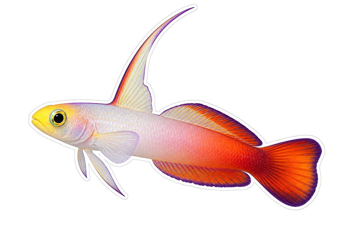 White Orange Firefish Goby Art Vinyl Decal Stickers