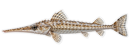 Silver Long Snouted Fish with Forked Tail Art Vinyl Decal Stickers