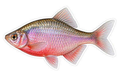 Rosy Pink Fish with Silver Back Art Vinyl Decal Stickers