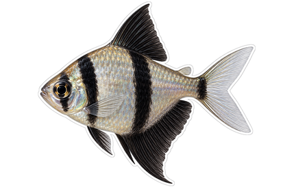 Silver Fish with Black Stripes Art Vinyl Decal Stickers