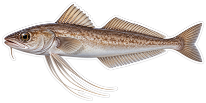 Brown Codlike Fish with Long White Fins Art Vinyl Decal Stickers