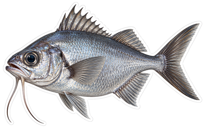 Silver Beardfish with Long Whiskers Vinyl Decal Stickers