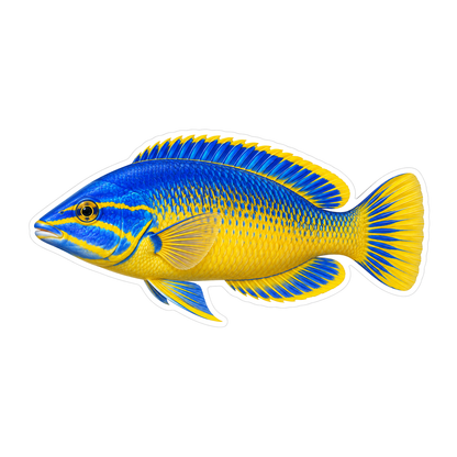 Royal Blue and Gold Fish with Yellow Tail Vinyl Decal Stickers